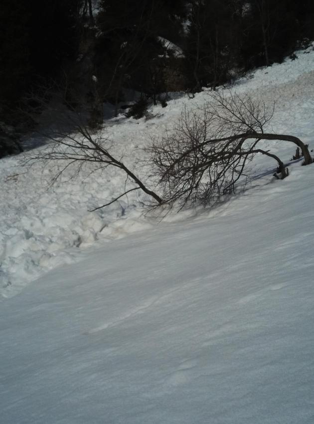 图2 雪崩发生时产生的气浪，吹弯了周围的树木