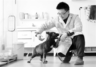 图为两个月大的克隆警犬“昆勋”与实验工作人员嬉闹。