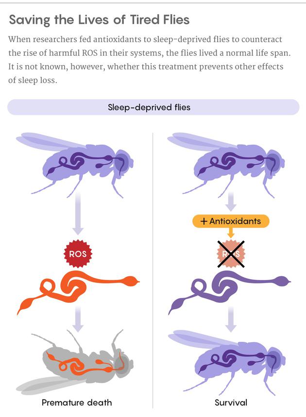 当研究人员用抗氧化剂抵消了睡眠剥夺果蝇体内积累的活性氧之后，这些果蝇的寿命恢复了正常。不过，现在还不清楚这一方法是否会削弱睡眠剥夺的其他影响