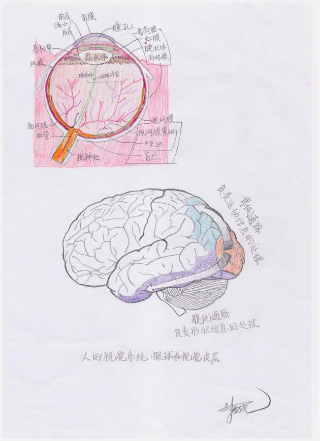 图5人的视觉系统：人眼的解剖结构以及视皮层的信息流（孙新尧 绘制，修改自https://commons.wikimedia.org/wiki/File:Schematic_diagram_of_the_human_eye_zh-hans.svg）