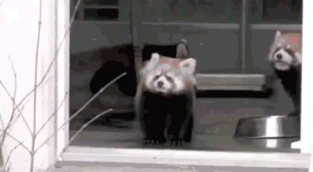 毫无戒备的小熊猫&nbsp;被突然经过的饲养员吓一大跟头