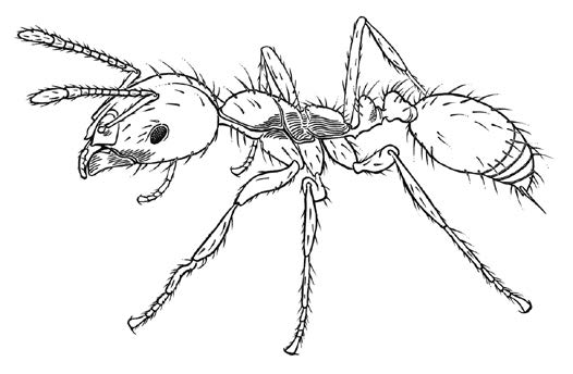 红火蚁工蚁。红火蚁原产于南美洲温带湿地，意外被引入亚拉巴马州莫比尔，并传播到世界各地，成为世界其他地区的主要害虫（克里斯滕·奥尔绘制）