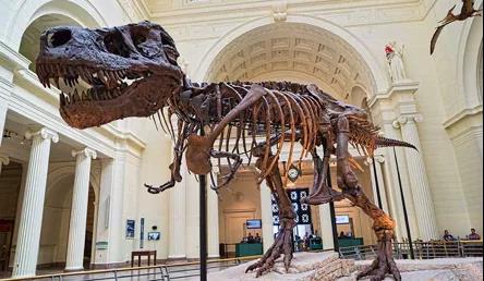 霸王龙化石非常珍贵，世界上第一个完整霸王龙化石 Sue 曾创造古生物化石拍卖最高价。|维基百科