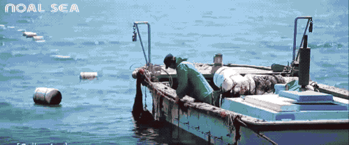 　韩国的海菠萝养殖场