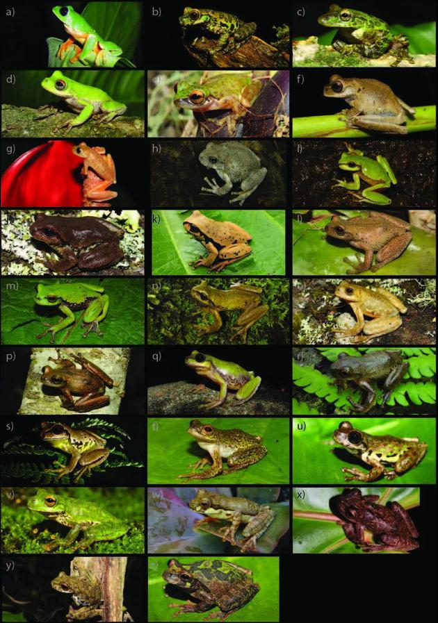 墨西哥发现的多种树蛙（Mesoamerican Herpetology。 2： 230–241。）