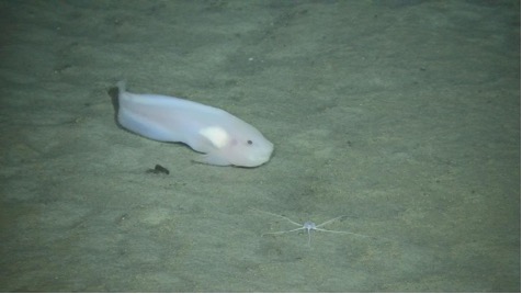 “海斗一号”高清拍摄海洋生物