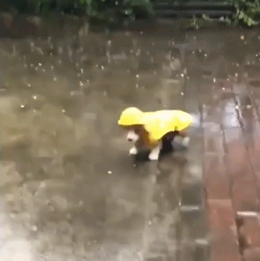 不会穿雨衣……-搞笑gif动态图片-izike