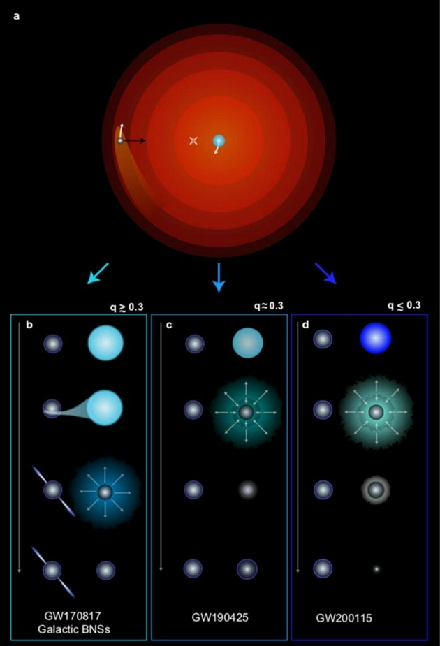 在中子星双星系统形成的后期阶段，巨星膨胀并吞没中子星伴星，这一阶段被称为“共包层演化”（a）。包层的抛射使中子星处于一个近距离靠近包层剥离星的轨道上。该系统的演化取决于质量比。质量相对较小的剥离星会经历额外的质量传递阶段，使自身进一步剥离，同时使伴星加快自旋成为脉冲星，在银河系中观测到的中子星双星系统和GW170817便是这种类型（b）。质量较大的剥离星不会如此膨胀，从而避免进一步剥离和被伴星吸收，最终形成如GW190425的双星系统（c）。对于质量更大的剥离星，则会形成黑洞-中子星双星系统，如GW200115 （d）