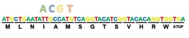 一个DNA字符串与翻译出来的蛋白质肽链
