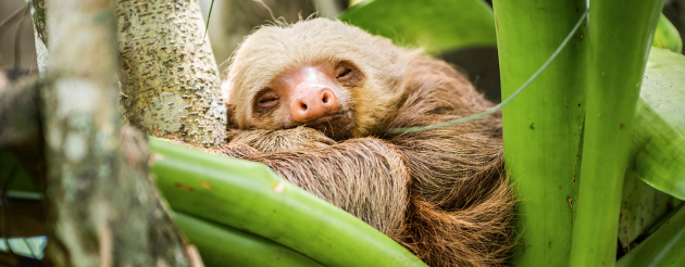 人类每天睡觉的时间是灵长类动物中最短的。但人工饲养动物的睡眠数据也许不能准确反映野生动物的情况。