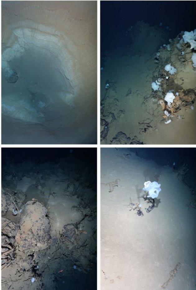 4、这4张图展示的是“欧若拉”海底火山区域典型的生物群，第1张显示的是一个巨大的坑洞。