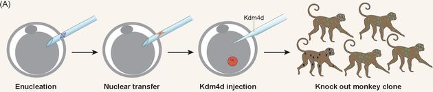 “中中”、“华华”与本次研究所用的克隆猴流程示意图。科学家会先去除猴卵细胞的细胞核，然后在其中放入另一只猴的体细胞核，等待两者充分融合后，最后将这个核移植过的卵移植到代孕母猴体内等待克隆猴出生。