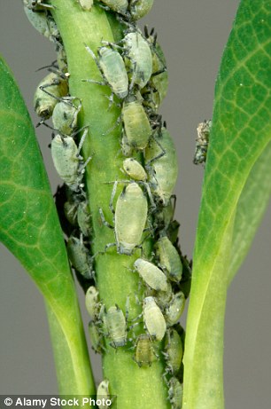 该论文的共同作者、德国马克斯•普朗克进化生物学研究所生物学家盖伊•雷弗斯(Guy Reeves)认为,比起被用作农业工具,这项技术更可能被用作杀灭作物的武器。