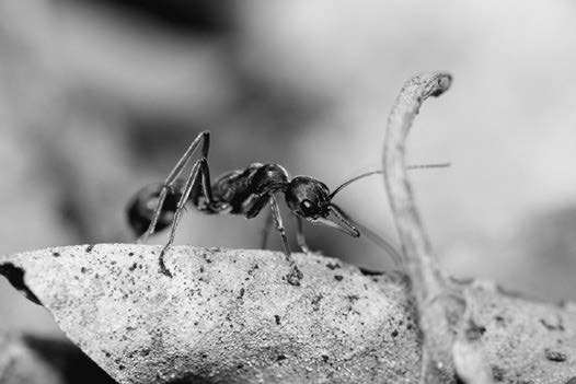 一只内瓦蚁属行军蚁的工蚁，发现于美国田纳西河最北处（克里斯滕·奥尔绘制）