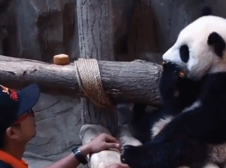 不给我新鲜竹子我就啃胡萝卜-搞笑gif动态图片-izike