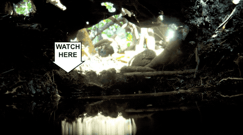 　2012年研究者 Andy Turko 拍到从伯利兹红树林的螃蟹洞里出来的红树林鳉