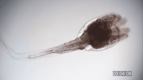 底栖海鞘&nbsp;Phallusia nigra&nbsp;从幼体变为成虫的过程。图片来源：Centro de Biologia Marinha - CEBIMar/USP