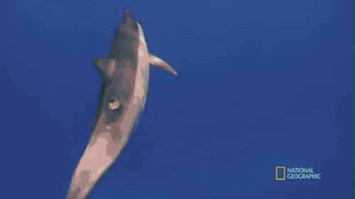 海豚背上的达摩鲨咬痕