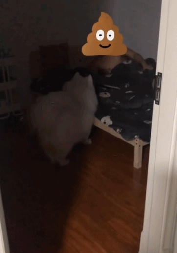 萨摩耶猪喊主人起床-搞笑gif动态图片-izike