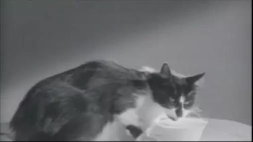 视频来源：quick’n  a wink