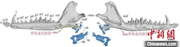 传夔兽右侧下颌，黄色为骨化麦氏软骨，蓝色为舌骨。王海冰 供图