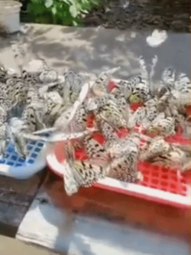 原来还有养蝴蝶的-搞笑gif动态图片-izike