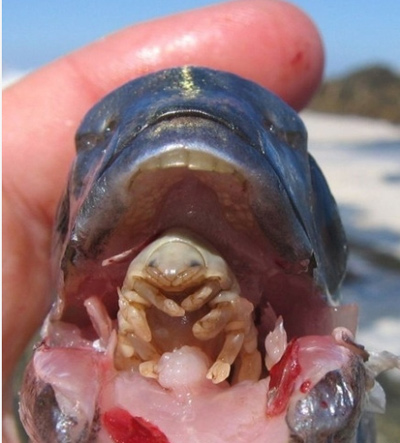 或许最不可思议的寄生动物要属缩头鱼虱（学名：Cymothoa exigua），又被称为“食舌虫”。