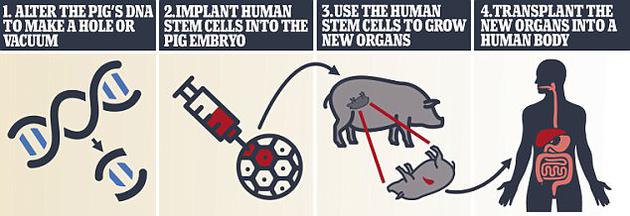 研究人员此前已经开发出了人猪嵌合体，但还无法利用该技术培育人体器官