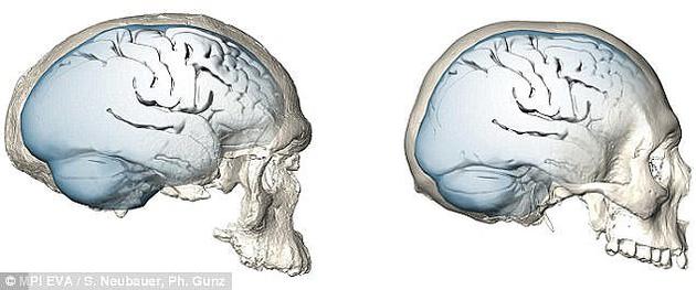 尼安德特人的大脑（左）似乎比现代智人大脑（右）更狭长，而后者更偏圆。智人还演化出了更大的顶叶，即大脑中负责整合视觉输入与运动技能的脑区。