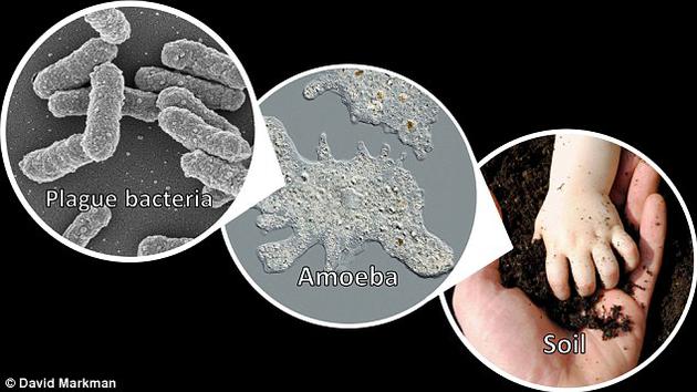 近期由科罗拉多州立大学传染病研究中心开展的一项研究显示，变形虫也许在保护这种危险病原体熬过爆发间隔期中发挥了一定作用。变形虫是一种常见的土壤和水体微生物。
