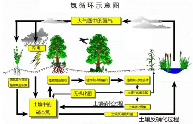 氮循环图解图片