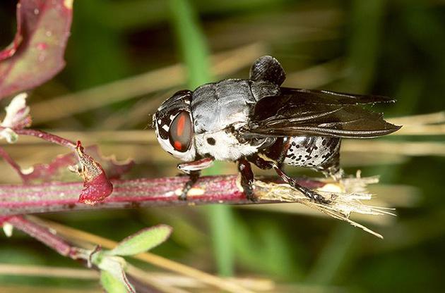 肤蝇会将卵黏着在蚊子的翅膀上，在蚊子叮咬哺乳动物过程中，这些卵孵化，幼虫钻入哺乳动物的皮肤内。它们以宿主的组织为食，直到能够自己生存的时候，便从宿主身体钻出来。
