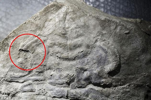 科学家在一枚距今约5.3亿年的化石上发现了最古老的眼睛痕迹。该化石属于一种早已灭绝的三叶虫，其古老的眼睛形态在今天的许多动物身上还能见到