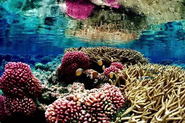 巴尔米拉环礁国家野生动物保护区位于太平洋中部、夏威夷群岛以南约1600公里处，极其适合珊瑚生长。