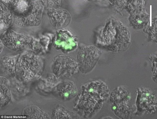 鼠疫杆菌可以通过受感染的跳蚤叮咬宿主传播，也可以通过受感染的动物咳嗽时喷出的飞沫传播。图为变形虫体内发出绿色荧光的鼠疫杆菌。