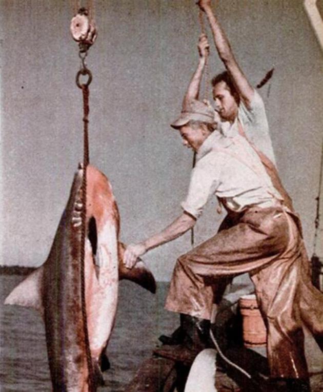 鲨鱼——海洋中的水牛，1943年9月