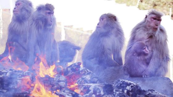 日本群猴烤火取暖