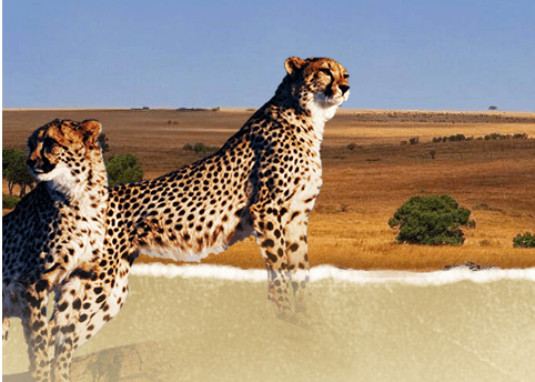 揭秘杭州野生动物世界背后的 动物生意经 手机新浪网