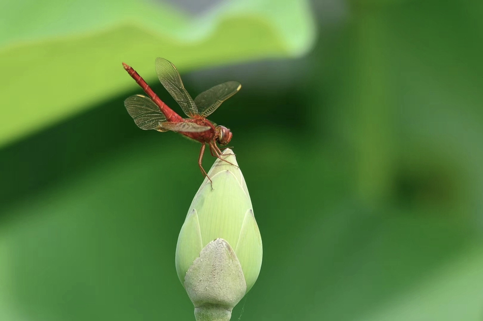 夏荷上的小蜻蜓