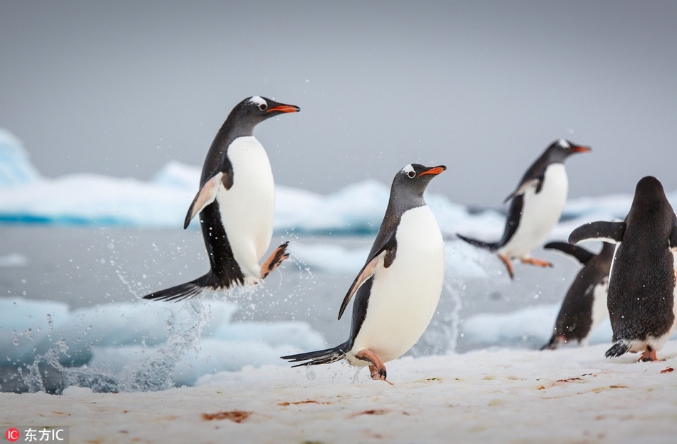 南极企鹅跳高起舞憨态十足:步调一致萌态百出