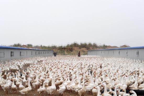 这是新疆于田稻田鹅业养殖有限公司孵化基地饲养的鹅(5月19日摄).