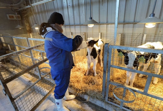 一瓶牛奶的120分钟天刚微亮,青贮饲料上还沾着雾气,湿漉漉的.