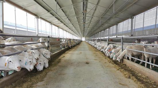 新疆津垦奥群农牧科技有限公司养殖基地内的澳湖羊