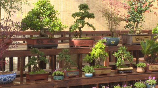天津市的花卉市场
