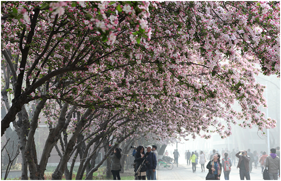 2020"天大61海棠季"跟随5g云赏景