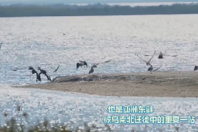 天津北大港湿地秋日盛景：群鸟舞翩跹 碱蓬红地毯