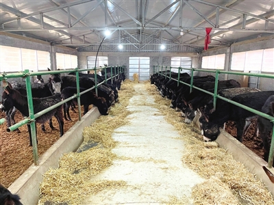 产业"造血" 张家川群众走上致富路