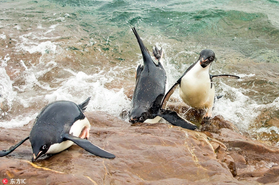 滑稽!南极企鹅脸朝地摔倒看傻小伙伴