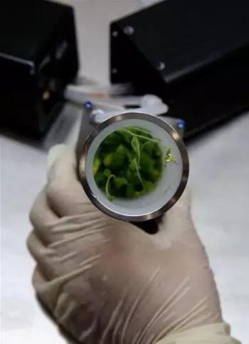 图2。 天宫二号高等植物培养箱返回单元抽薹开花的拟南芥