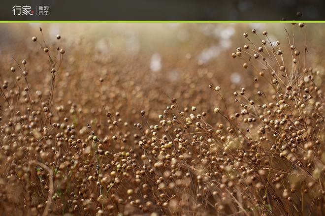 自驾草原天路 见证最后的秋天童话